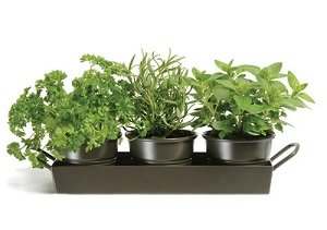 herbes-cuisine-alimentation-saine