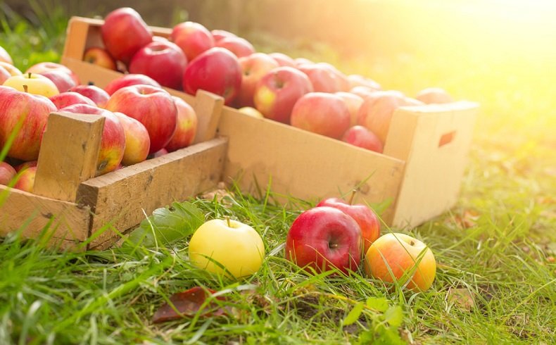 Fibres dans les pommes