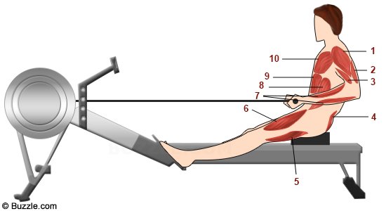Muscles travailles sur le rameur