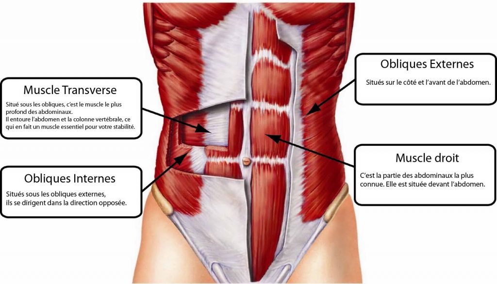 muscles des abdominaux pour ventre plat