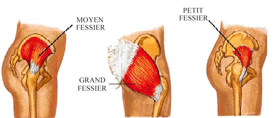 musculation moyen fessier musculation moyen fessier