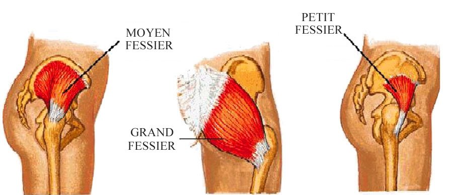 fessier-muscles