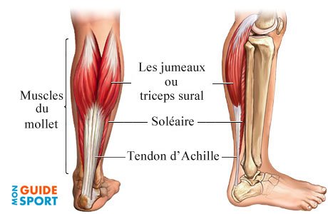 muscles-mollets