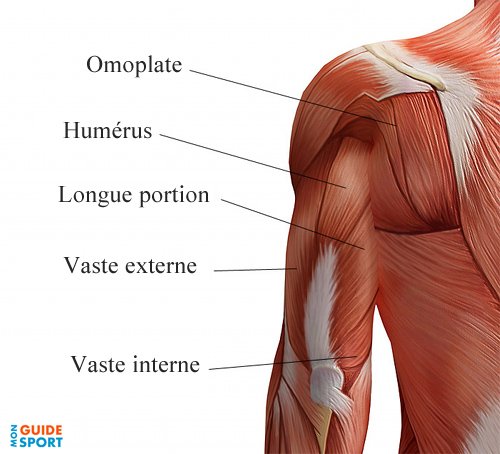 triceps-muscles