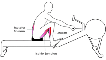 muscles-rameur-1