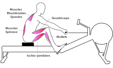 muscles-rameur-2