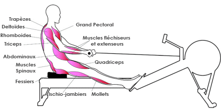 muscles-rameur-3