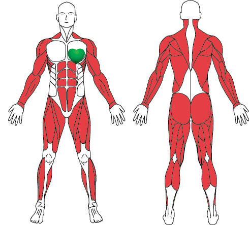 rameur groupes musculaires