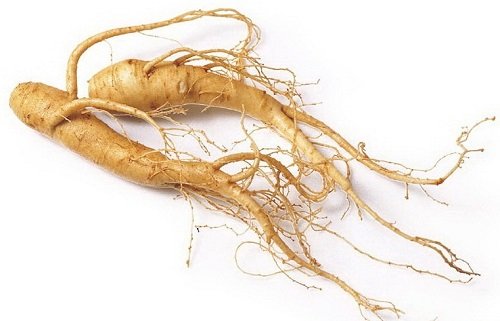 ginseng plante