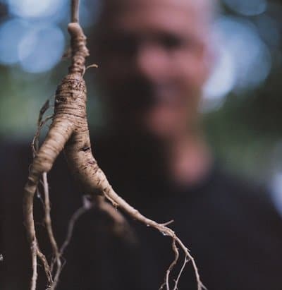 Histoire du Ginseng