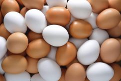 Quelles sont les Meilleures Protéines d’œufs ?